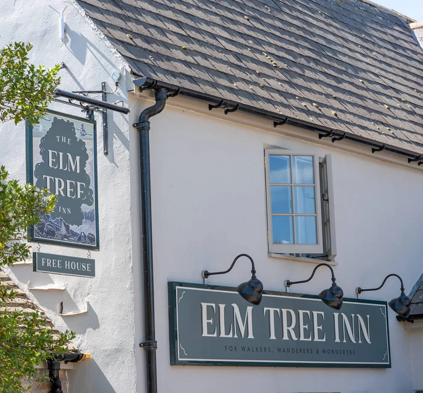 Elm Tree 1