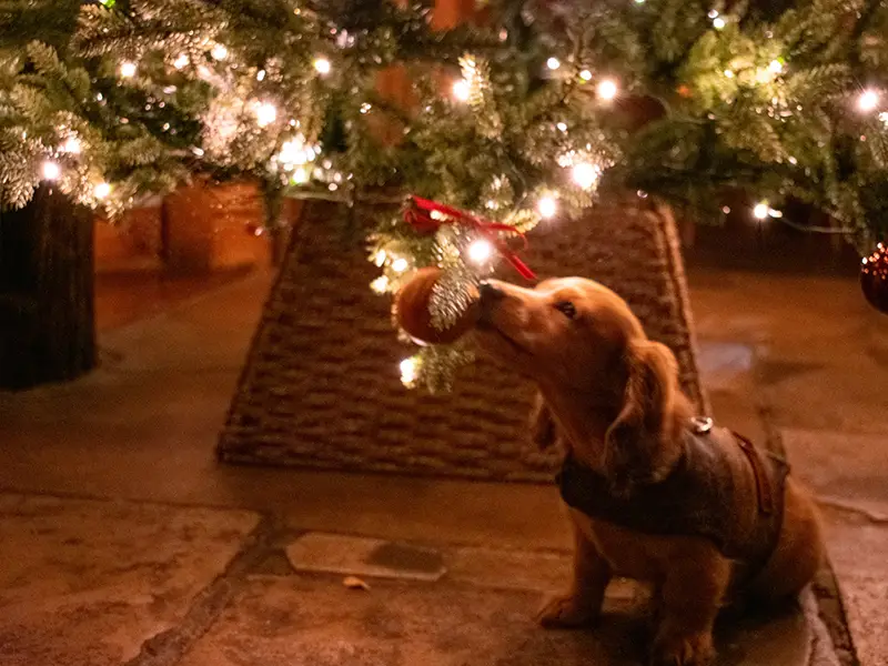 Christmas Electric Pubs Dog